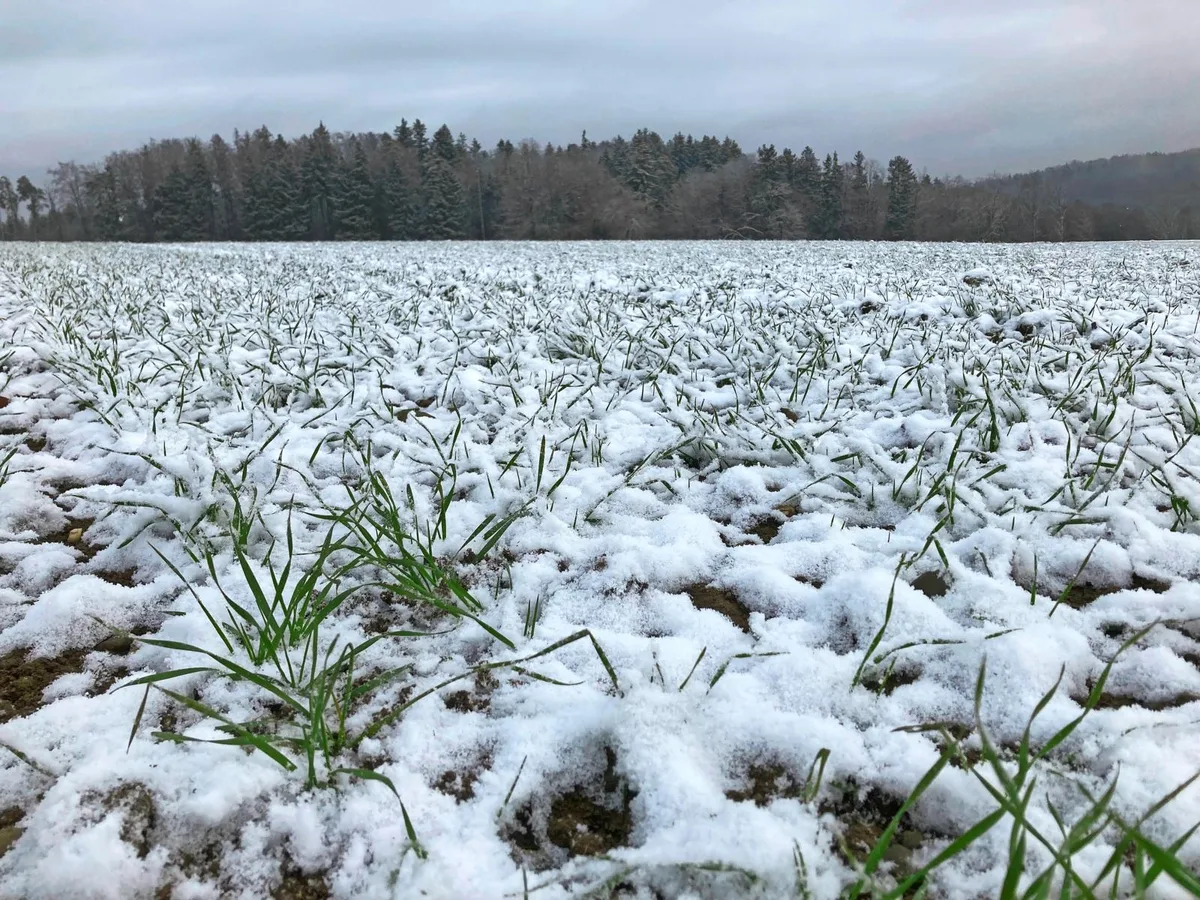 DG25_02_Feldaktuell_Bild_Hofdu__nger__1_ Eine zu frühe Düngung macht agronomisch keinen Sinn und gefährdet die Umwelt.