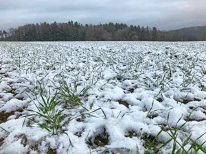 Eine zu frühe Düngung macht agronomisch keinen Sinn und gefährdet die Umwelt.