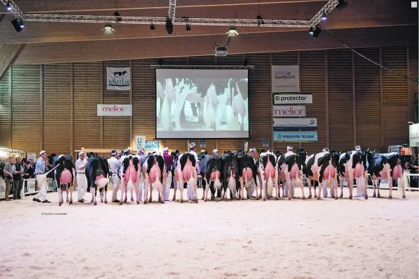 204469971523b3e060b3f6d6f26e859956d15acb Die Expo Bulle, die Nationalschau der Holstein und Red Holstein, sei wegen der erhöhten Zahl der BVD-Fälle im Kanton Freiburg nicht gefährdet. (Bild Christine Massfeller)