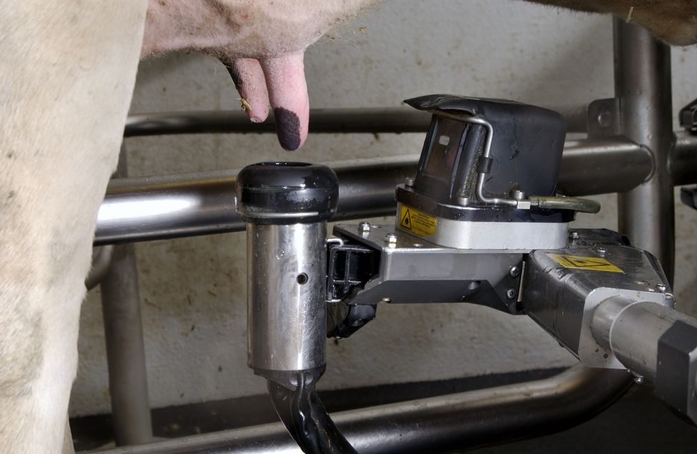 Der Melkroboter kann den Milchproduzenten entlasten - solange Kuh und Maschine störungsfrei zusammen-  arbeiten können. Gibt es Probleme, muss aber der Landwirt sofort zur Stelle sein. (Bild zVg)