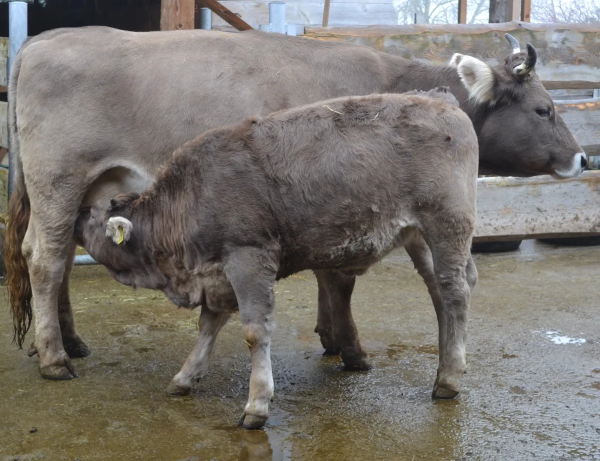 Fachstelle Muka  und ProTier lancieren Kampagne zur Förderung der Mutter-Kalb-Haltung