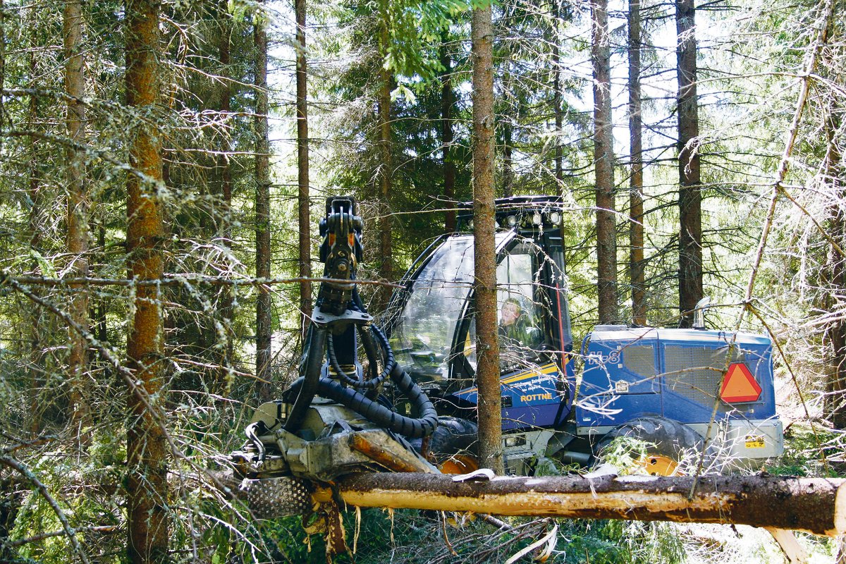 Das Angebot an frischem Nadel-Sägerundholz ist aktuell  in weiten Teilen der Schweiz ausreichend,(Bild Hans Rüssli)