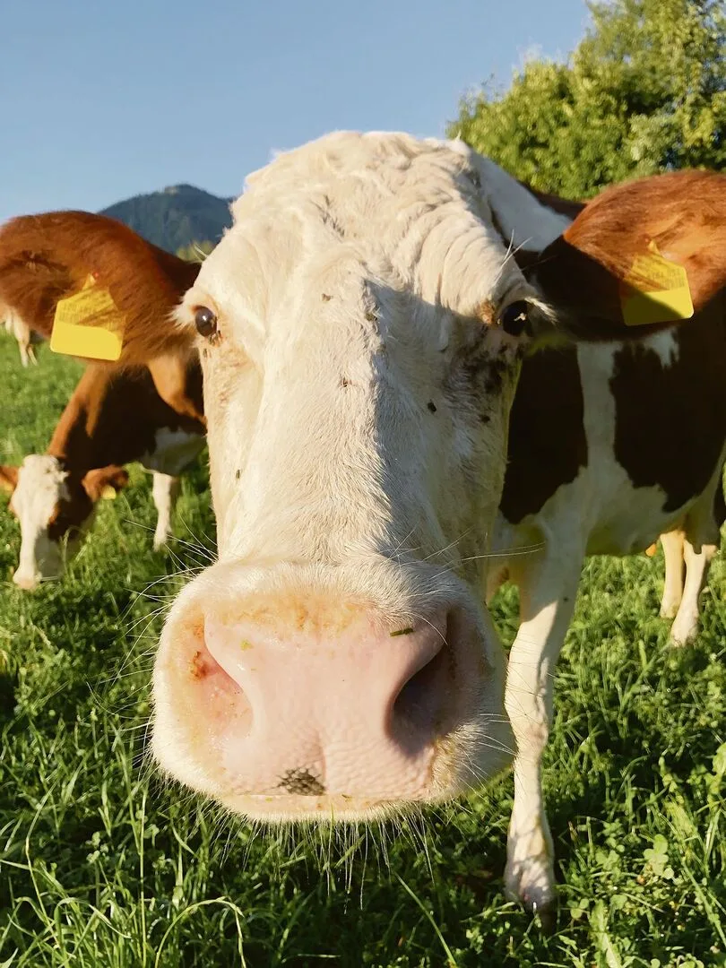 c848c4a89114e21e04b12a33eb482a7008b8662cad27b4e2433e7a0d66346d7b Viele Insekten und viel Sonne: Die Augen des Rindviehs werden diesen Sommer strapaziert.