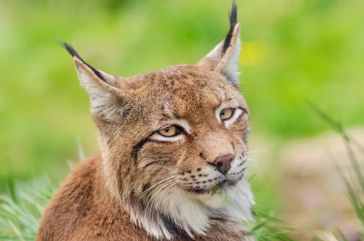 9f77ec8f286e305664e635c9567a774d5a148c90 Möglicherweise machte sich ein MItarbeiter der Dienststelle für Jagd, Fischerei und Wildtiere des Kantons Wallis der Wilderei schuldig. (Bild Pixabay)