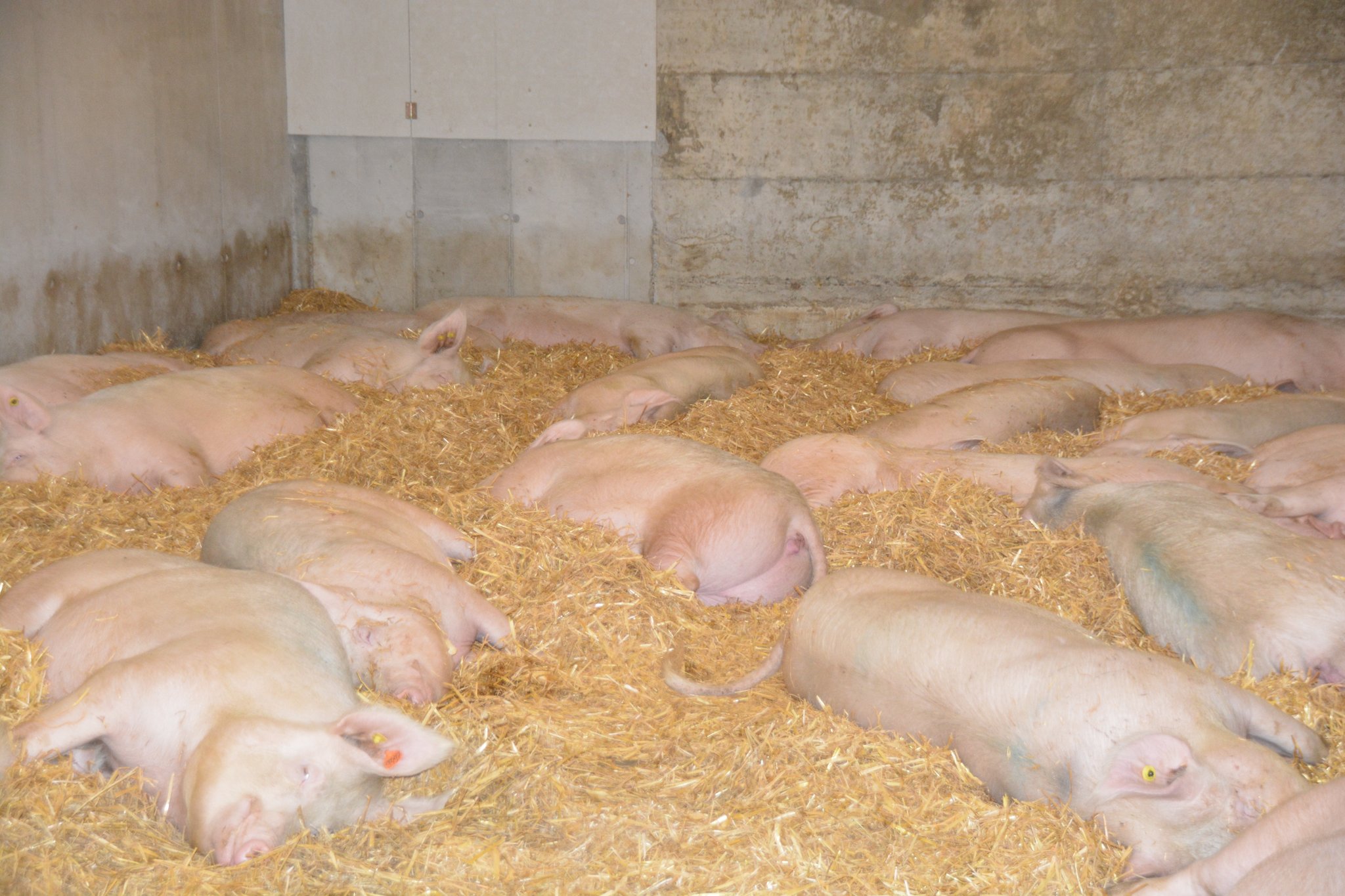 In Grossgruppen können Sauen einander aufgrund der grösseren Grundfläche einfacher ausweichen. (Bild BauZ)