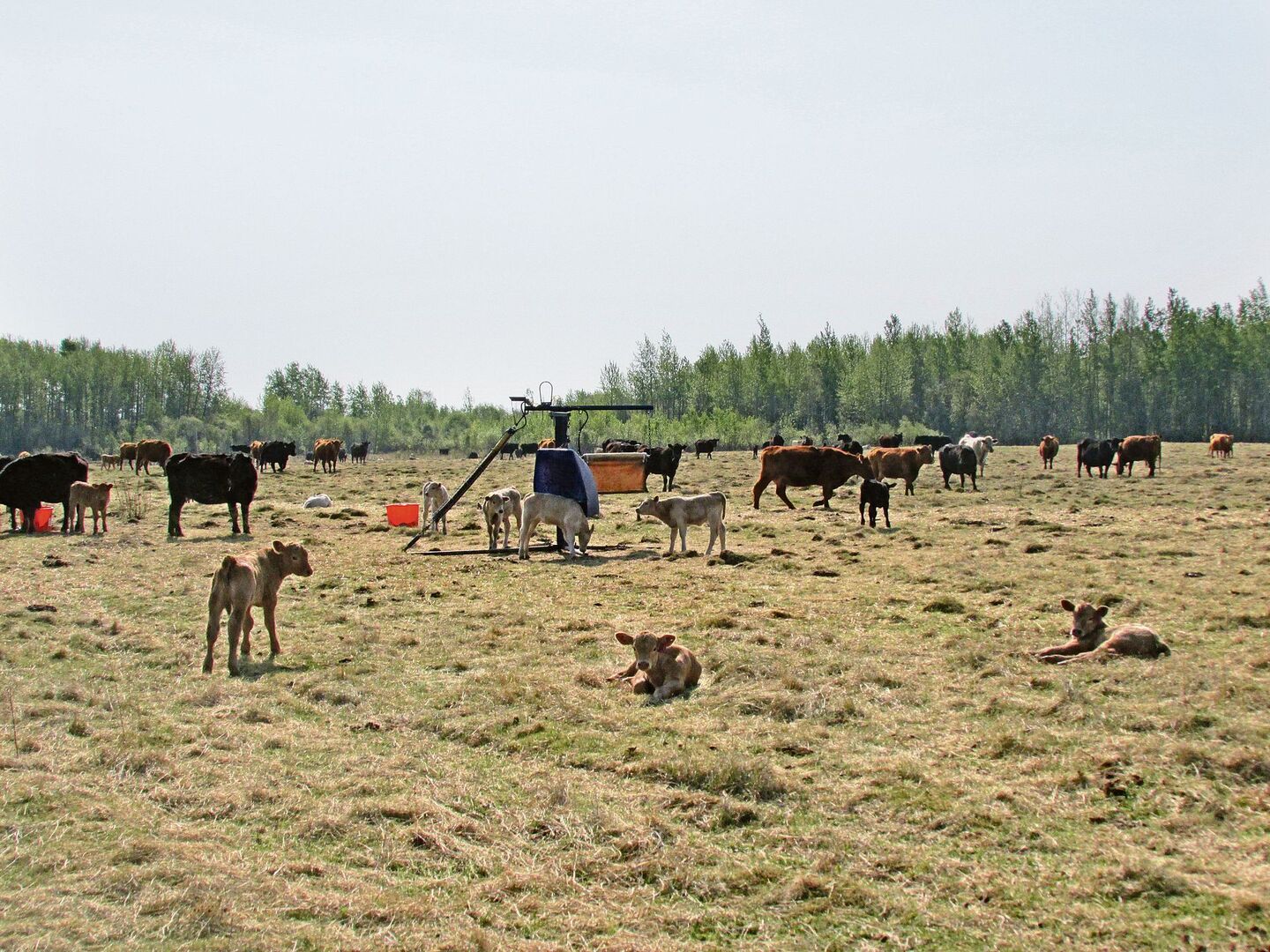 Waldbrände: Die Situation in der kanadischen Provinz Alberta ist angespannt