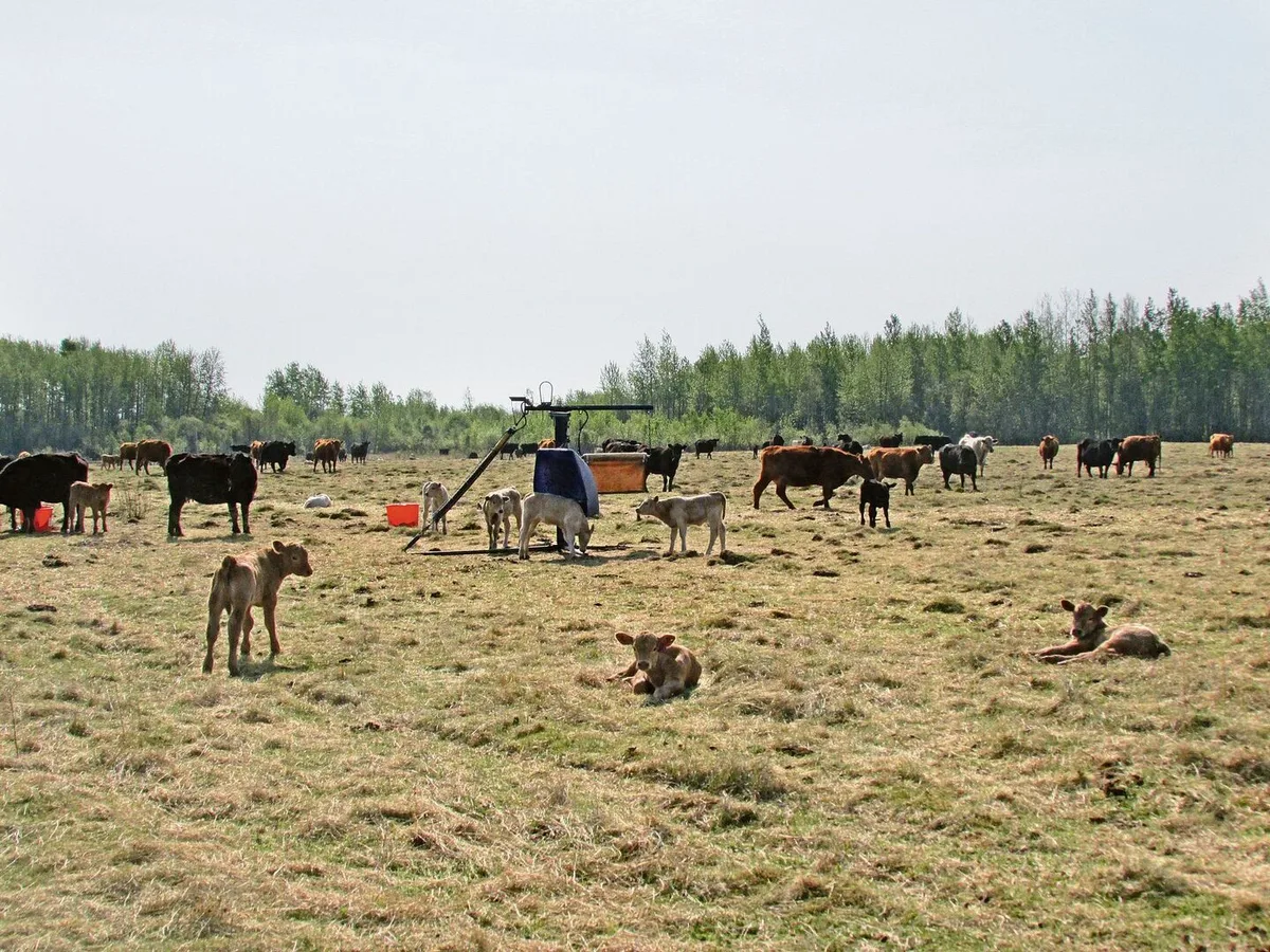 Waldbrände: Die Situation in der kanadischen Provinz Alberta ist angespannt