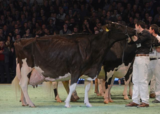 Hellender Juror Jurgolin im Januar 2015. (Bild Hellender Holsteins)