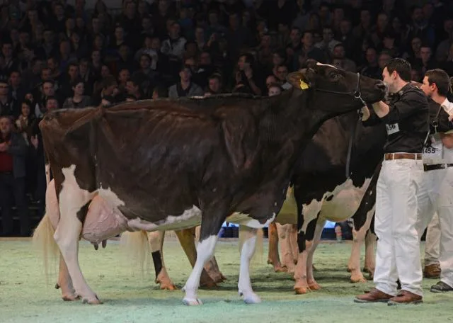 84166b61ca8c8d925abcd3f537760e6b0d8d373b Hellender Juror Jurgolin im Januar 2015. (Bild Hellender Holsteins)