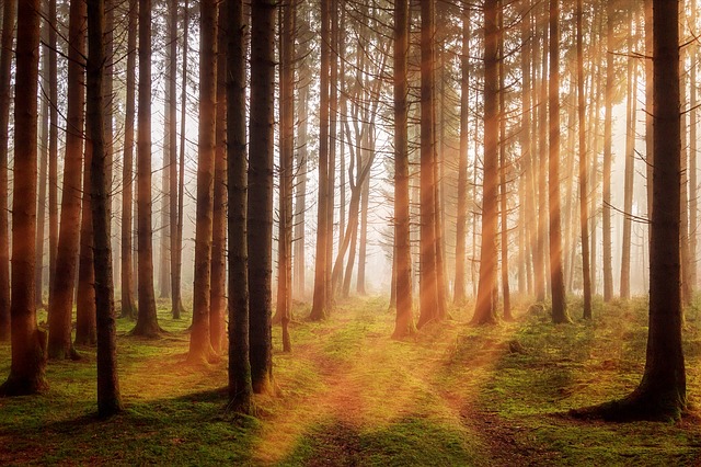 Mehr Holz schlagen für den Klimaschutz