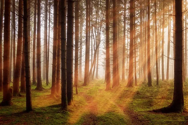 0870e2a0970e7c79709d29d5c54182f911ed846d Mehr Holz schlagen für den Klimaschutz