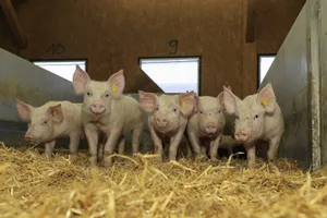 Es gibt zu viele Plätze in Zucht- und Mastställen. Und aktuell sind diese voll belegt.