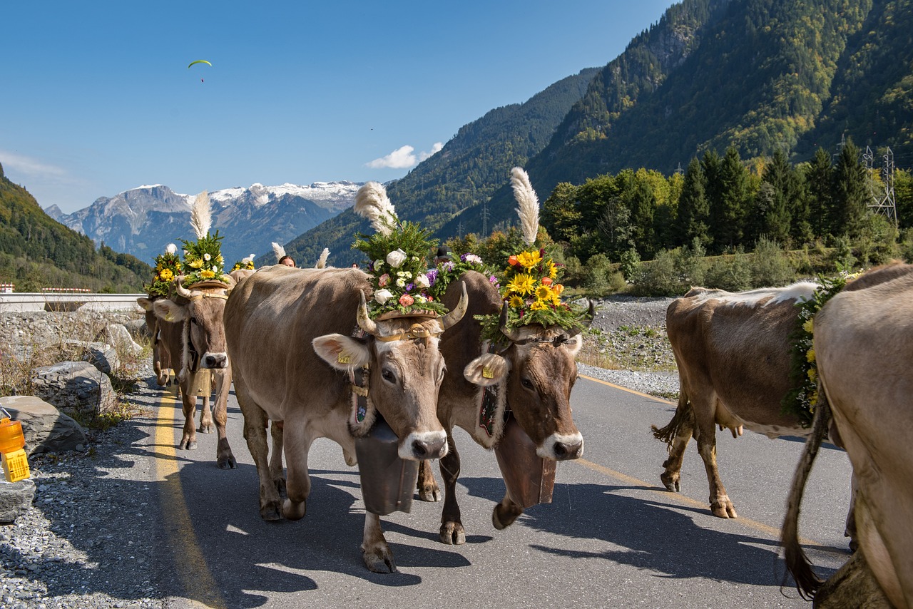 Die Alpsaison wird zum immateriellen Kulturerbe der Unesco