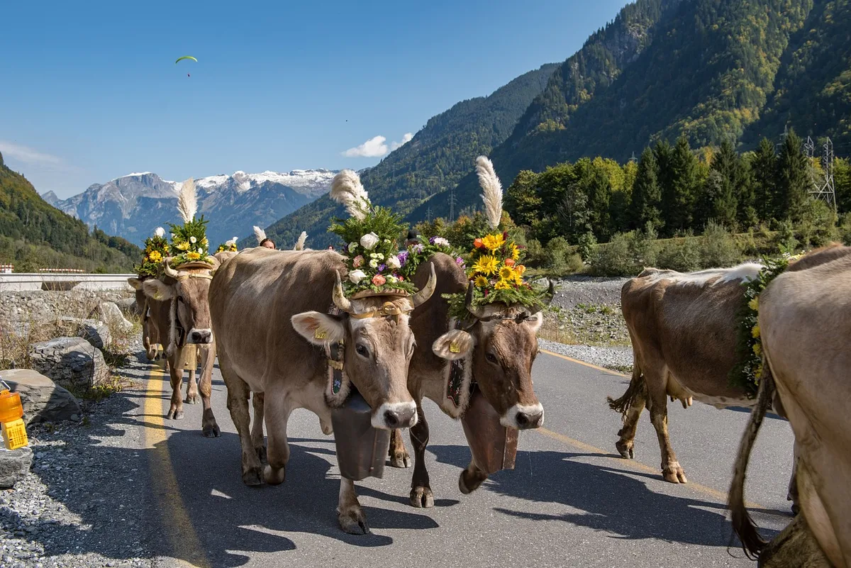 Alpabzug_46173 Die Alpsaison wird zum immateriellen Kulturerbe der Unesco