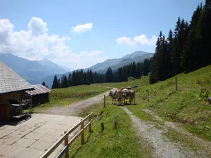 Die ausgedehnten Alplandschaften in der Schweiz werden seit jeher durch die Nutzung mit Weidetieren stark geprägt.