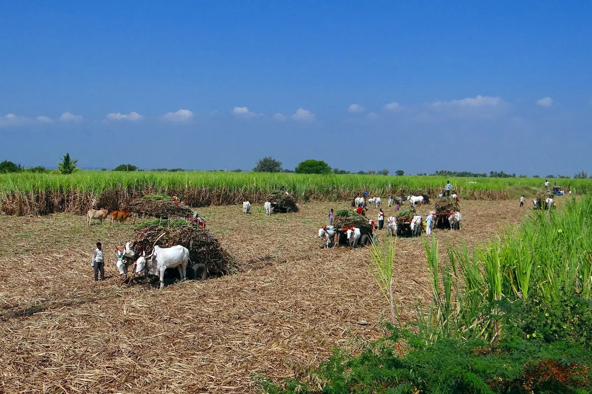 sugarcane-g27d761593_1920 Der Bioanbau wächst – in Europa und weltweit