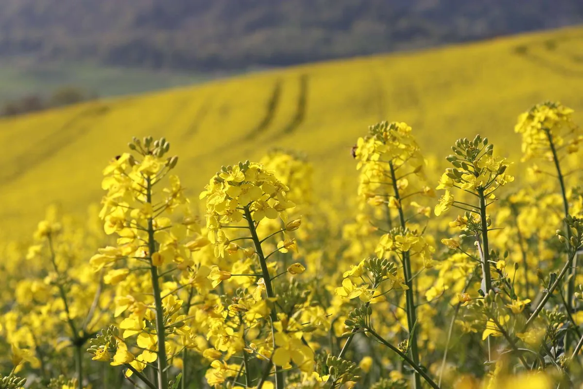 Raps und Sonnenblumen legen zu