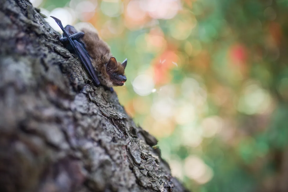 fledermaus_paige_cody_unsplash Tollwut bei einer Fledermaus – kein Grund zur Sorge