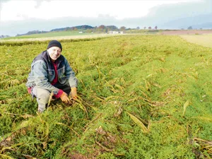 Meerrettich wird im Spätherbst geerntet. Das nasskalte Wetter mach die Arbeit häufig zur Herausforderung, da der Boden oft nicht befahrbar ist. (Bilder Petra Jacob))
