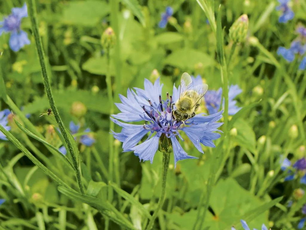 Biene_Kornblume_Bild_Hans_Ramseier Ein neues Beratungsnetzwerk soll Bauern bei der Bienenförderung helfen