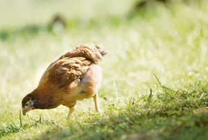 Die Mindestmastdauer für Knospe-Mastpoulets beträgt 63 Tage. Die durchschnittliche Tageszunahme darf bis zum 63. Alterstag maximal 27,5 g betragen.