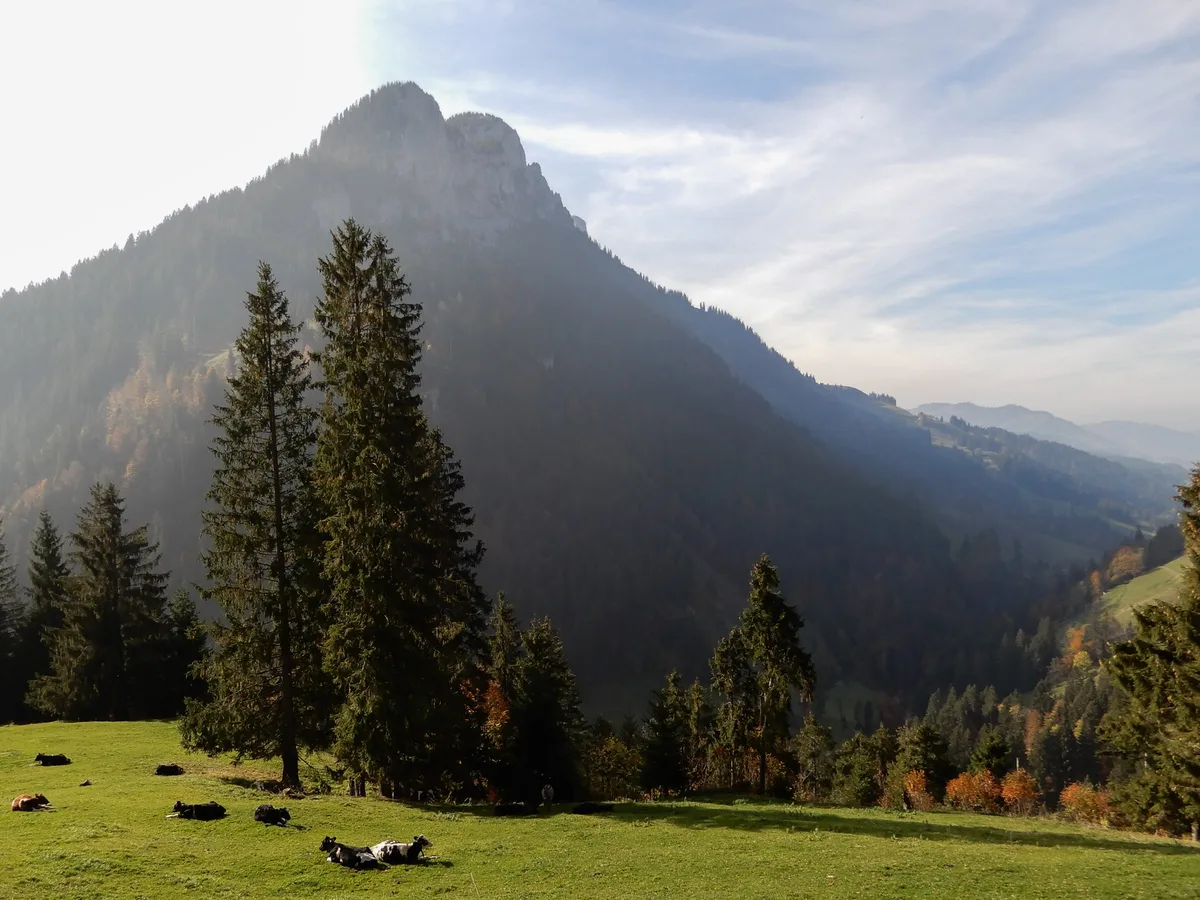 anna4bauz-20 Baumwachstum brach im Trockensommer 2018 kaum ein