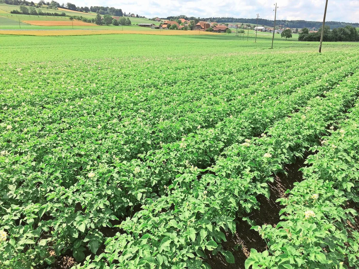 ae9f204d067afe4e7bceb086e899c67fba8915d2fa2e729e24f5421d73217942 Pflanzen wie diese Bio-Kartoffeln sind vielfältigem Stress ausgesetzt. Zur Stärkung der Pflanzen können Bakterienpräparate, Algenprodukte und kieselsäurehaltige Steinmehle eingesetzt werden.