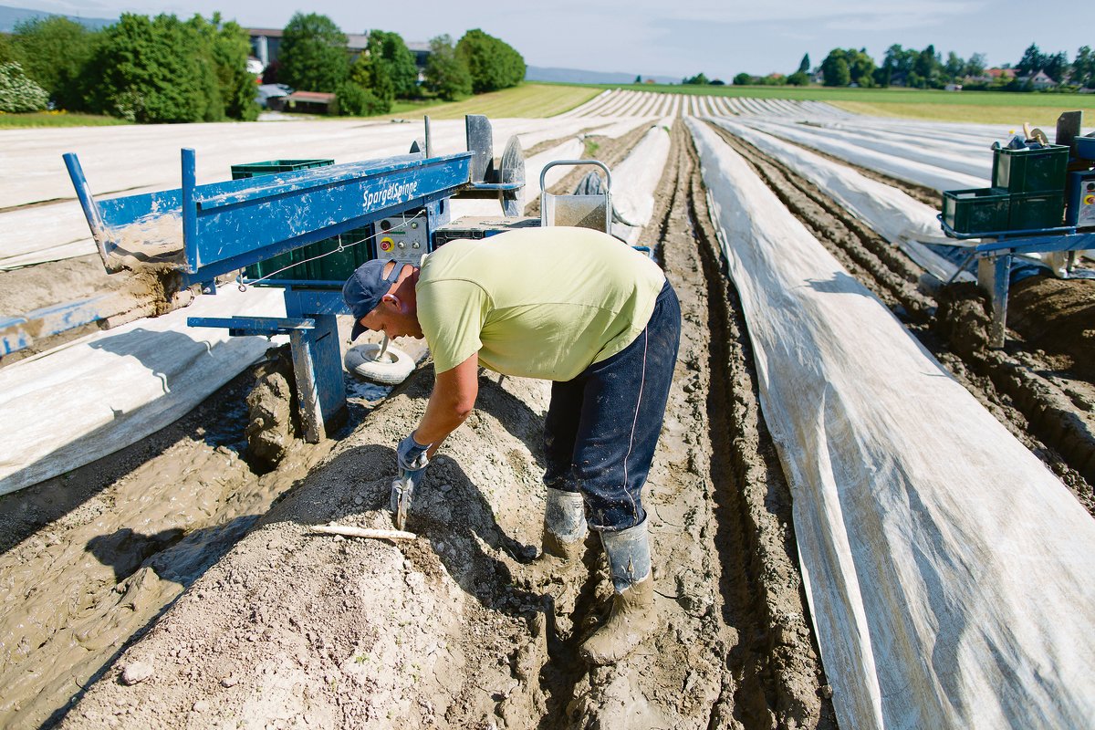 Die Arbeit auf dem Feld ist hart. Aber dennoch sollte sie nicht als mögliche Strafe für die nichtbäuerliche und andersdenkende Bevölkerung propagiert werden. (Bild Keystone)