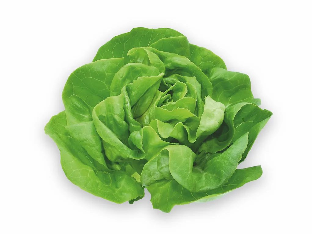 20eff2505da0dd99bc6d8500e42ec6ec3c635fc2 Salat ist eine kurzlebige, nicht trockenheitsresistente Kultur. Ohne Bewässerung geht es beim Anbau nicht. Bild: Fotolia