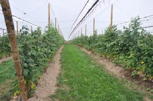 Die Beerenplantage ist mit einem Netz geschützt. Das hält zwar Vögel ab, aber nicht Diebe. (Bild Kapo SO)