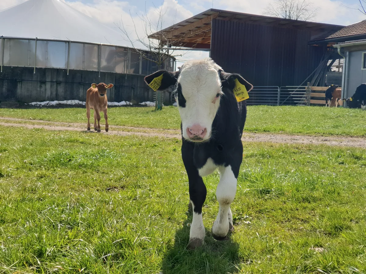 Mit «Zuhause gross werden» sollen Kälber ohne Antibiotika aufwachsen