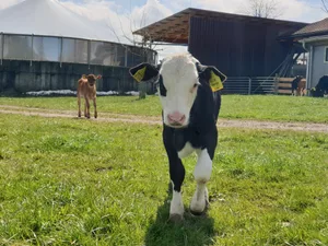 Dieses Kalb auf einem Biohof in Sempach LU wird auf dem Geburtsbetrieb abgetränkt und soll so nicht mit Antibiotika behandelt werden müssen.