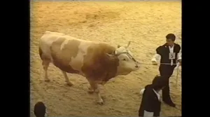 An der BEA 1990 wurden 18 Zuchtstiere vorgeführt.