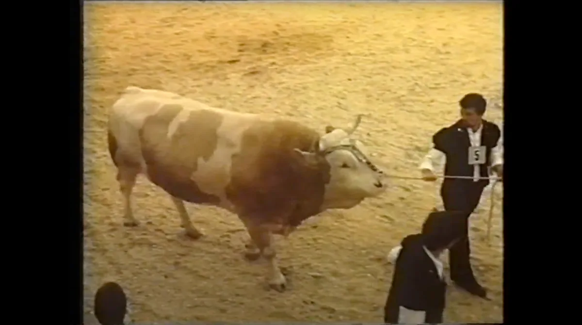 Stier_BEA_1990 An der BEA vor 32 Jahren wurde der Schweizer Fleckviehzuchtverband 100-jährig