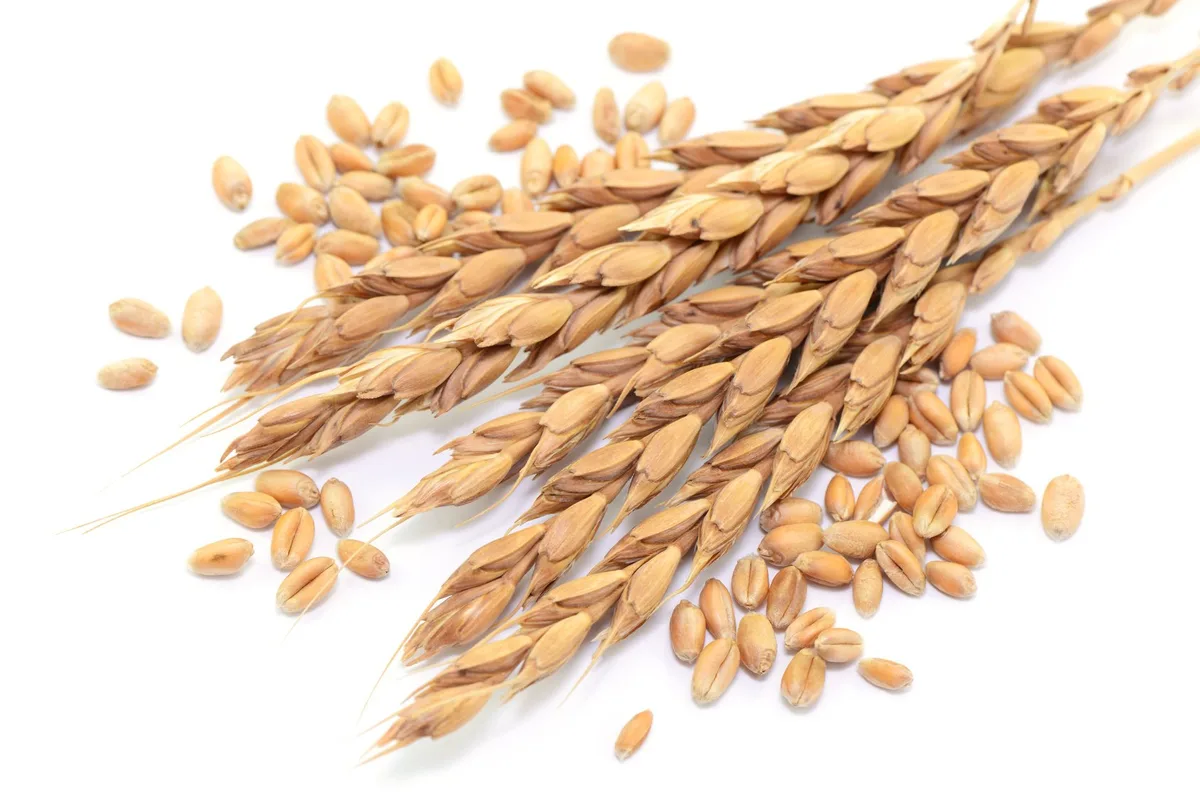 c5b325d1425e9680328bf3491187748cd778e9e1 Die Nachfrage nach Bio-Brotgetreide steigt. Bio Suisse passt daher die Richtpreise für Brotgetreide an. (Bild Fotolia)