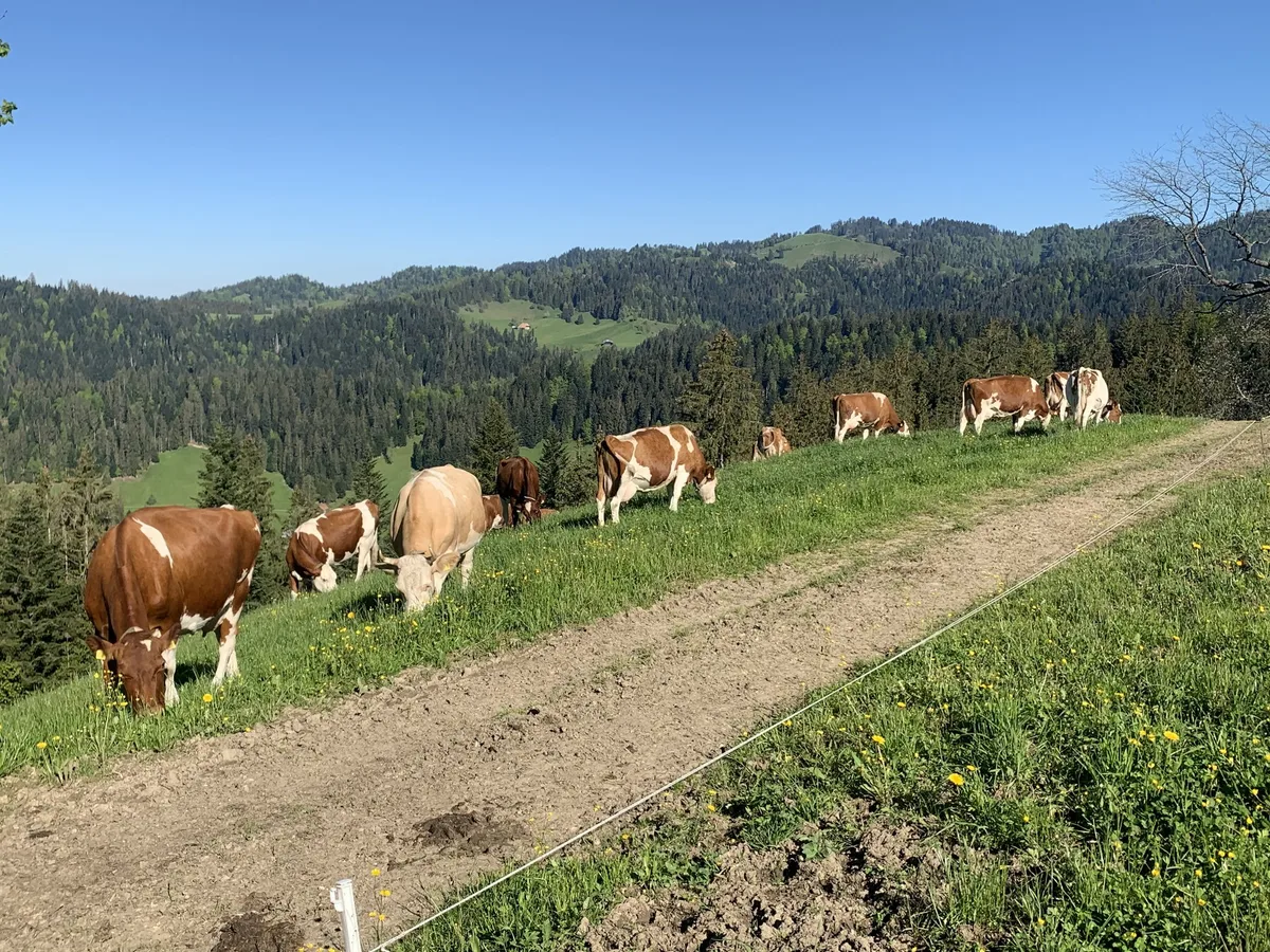 Hof-Riedgut_Kuhherde-Weidebetrieb_02_rho Reinrassige Fleckviehkühe geraten unter Druck