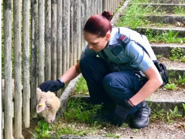 3407994de3c65f567042b1ac28fb66a3ffcb5fb2 Das Schaf klemmte sich beim Fressen den Kopf ein. (Bild polizei-schweiz.ch)