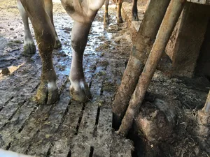 Panaritium, auch bekannt als Schlegeltape oder Grippeli, ist eine Klauenentzündung, welche oft plötzlich auftritt und Rindvieh jeden Alters treffen kann.
