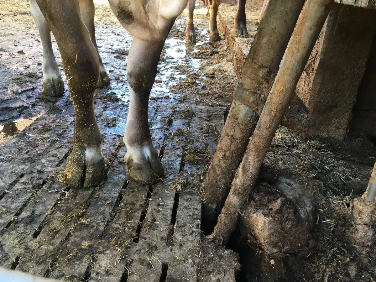Klauen-4-1200px «Beim Auftreten von Panaritium ist es wichtig, dass das Rind sofort behandelt wird»