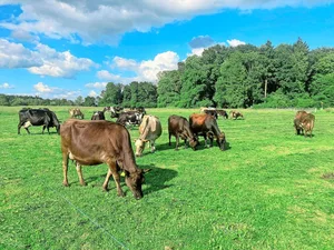 Das Vormähen der Weide ersetzt den Säuberungsschnitt.
