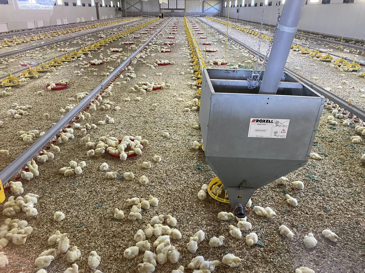 BZ-BET1-27-Masthuhn_Bild_1 «Zum Milchvieh kehre ich nicht zurück», sagt Poulet-Produzent Hanspeter Grod