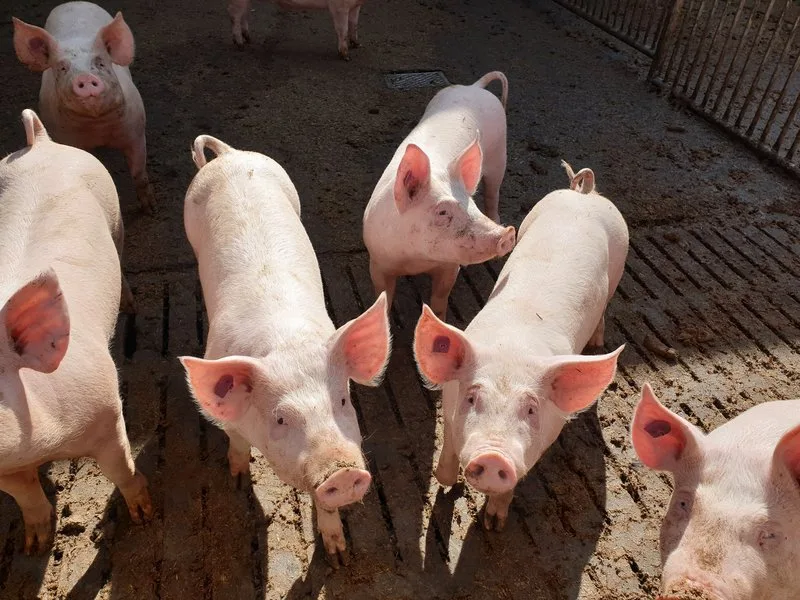 a1f2c20997225af1c67268d2b6fe38fd30cbc30c Hausschweine sollten keinen Kontakt zu Wildschweinen haben – daher sind Ausläufe sicher einzuzäunen. (Bild BauZ)