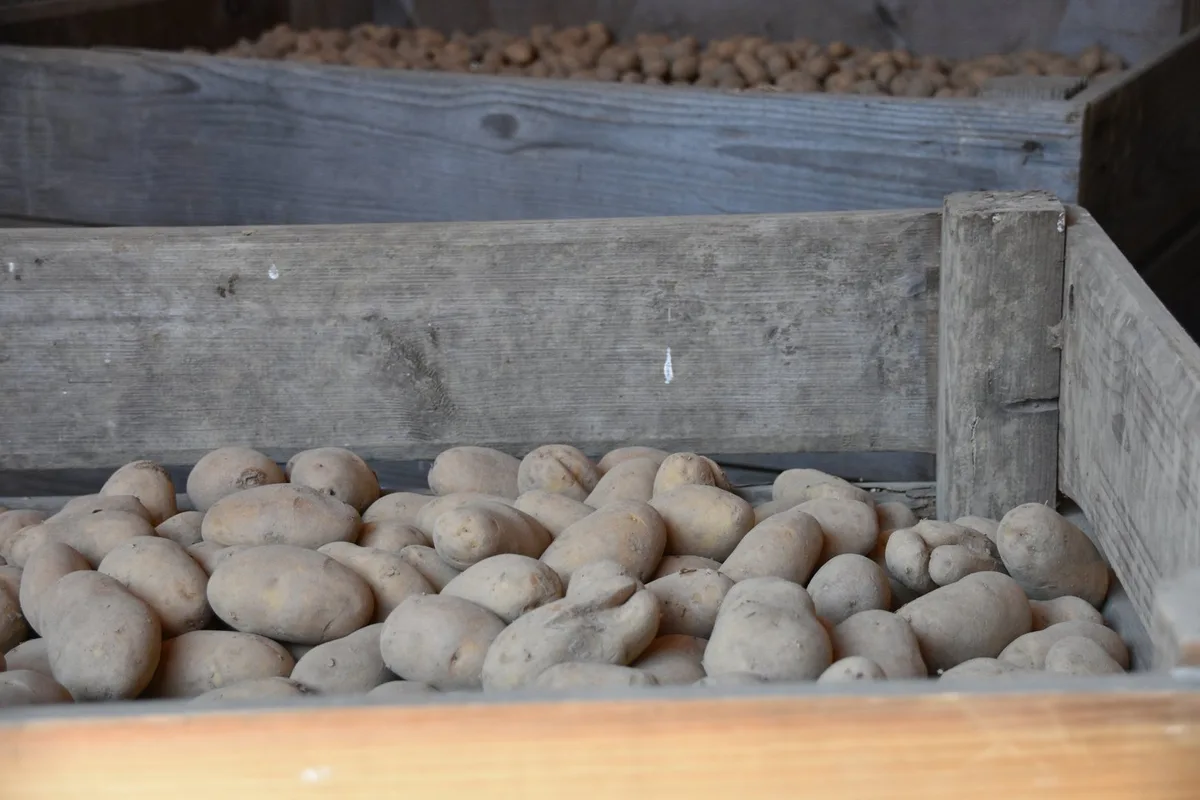 Die Kartoffelbranche sucht weiter nach einem neuen Farbstoff zum Denaturieren