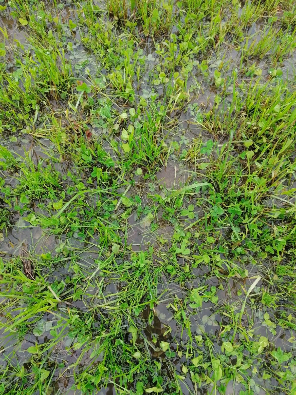 WieseAbtwil_2023-05-16 Kein Heuwetter in Sicht – was tun?