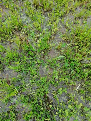 Vielerorts wird berichtet, dass auf bestimmten Weidekoppeln stehendes Wasser das Graswachstum und die Messung behindert hat.
