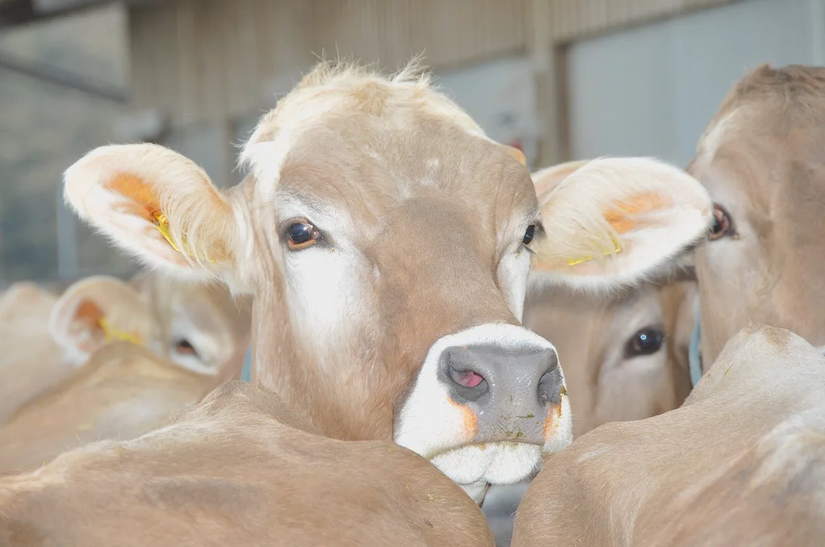 Braunvieh ist 2030 nachweisbar nachhaltig und hat eine eigene Marke