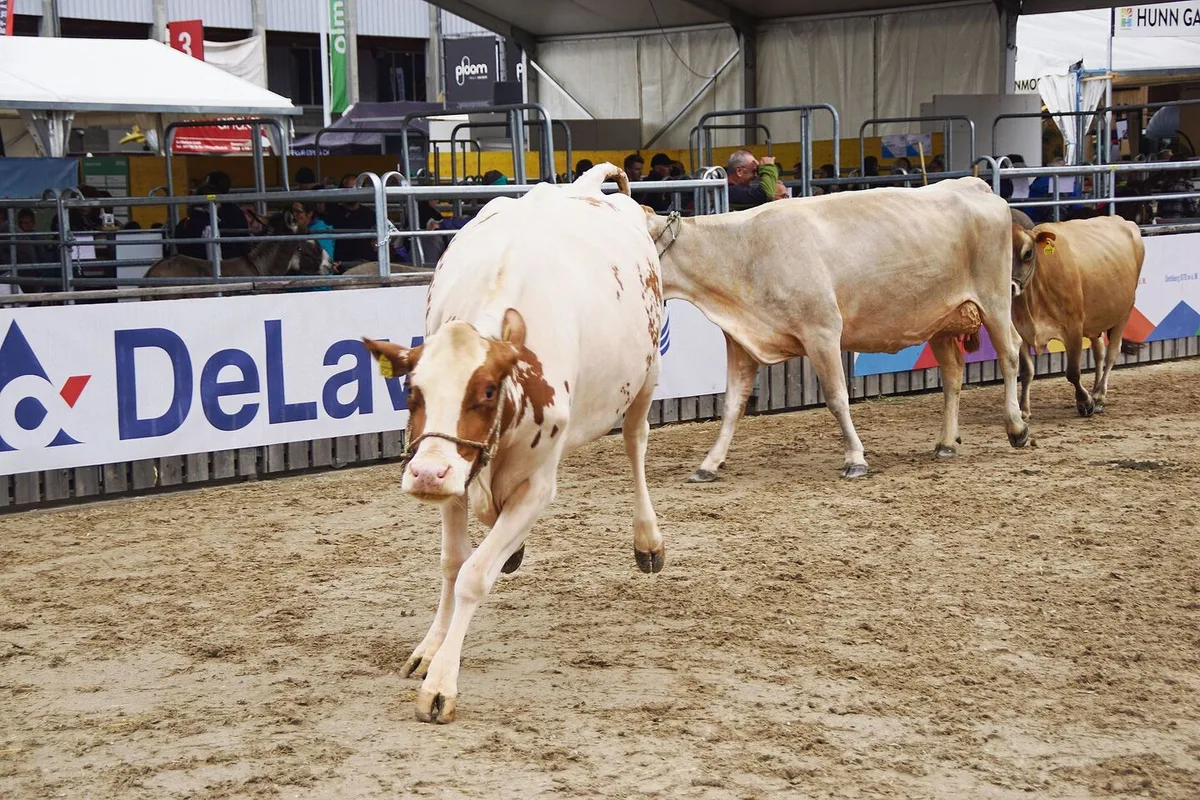9badcd409c530b24db8be8609f81cdfe632586b99ec37264d409bd489eeb2d11 Die Tiere freuen sich über den Auslauf in der Arena und machen grosse Freudensprünge auf dem weichen Sandboden.