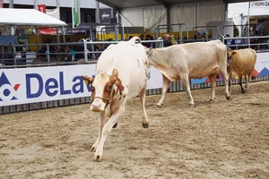 Die Tiere freuen sich über den Auslauf in der Arena und machen grosse Freudensprünge auf dem weichen Sandboden.