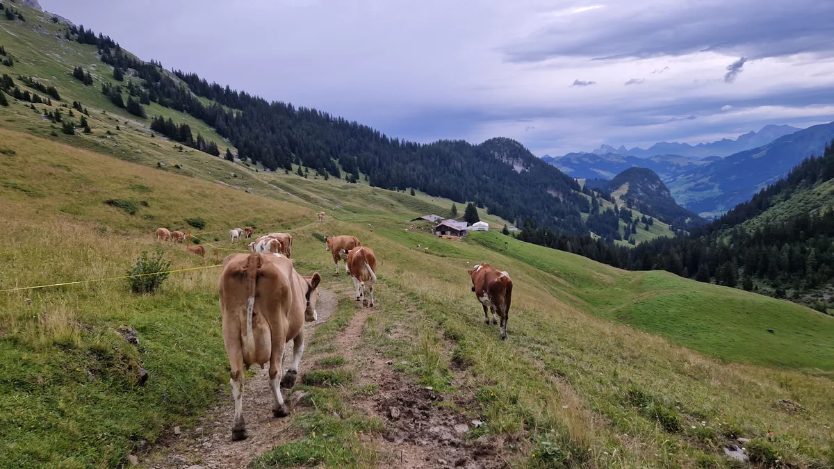 Die angepasste Nutzung durch Weidetiere erhält die typischen Schweizer Alplandschaften.