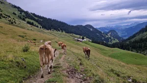 Die angepasste Nutzung durch Weidetiere erhält die typischen Schweizer Alplandschaften.